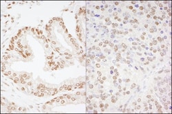 CREB Antibody, Novus Biologicals 0.1mL; Unlabeled:Antibodies, Polyclonal